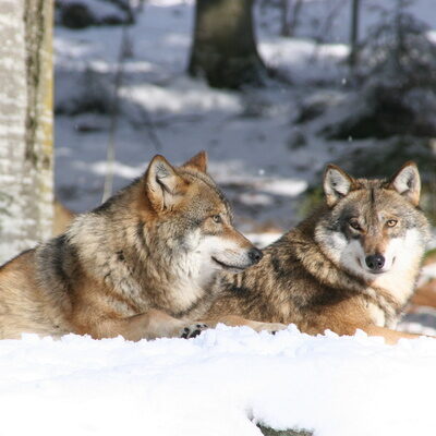 Zwei Wölfe liegen im Nationalpark Bayerischer Wald gemeinsam im Schnee.